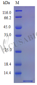 Recombinant Mouse Stromal cell-derived factor 1 protein (Cxcl12) (Active) – Figure 1 of 1