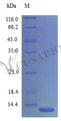 Recombinant Mouse C-X-C motif chemokine 14 protein (Cxcl14) (Active) – Figure 1 of 1
