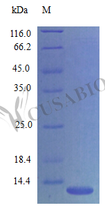 Recombinant Mouse C-X-C motif chemokine 14 protein (Cxcl14) (Active) – Figure 1 of 1