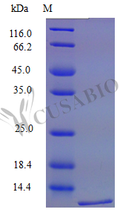 Recombinant Mouse C-X-C motif chemokine 16 protein (Cxcl16), partial (Active) – Figure 1 of 1