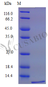 Recombinant Mouse C-X-C motif chemokine 16 protein (Cxcl16), partial (Active) – Figure 1 of 1