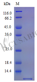 Recombinant Mouse Fractalkine protein (Cx3cl1), partial (Active) – Figure 1 of 1