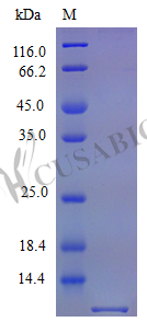 Recombinant Mouse Fractalkine protein (Cx3cl1), partial (Active) – Figure 1 of 1