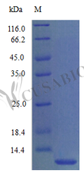 Recombinant Mouse C-C motif chemokine 3 protein (Ccl3) (Active) – Figure 1 of 1