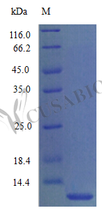Recombinant Mouse C-C motif chemokine 3 protein (Ccl3) (Active) – Figure 1 of 1