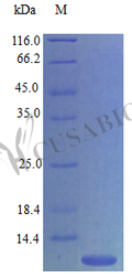Recombinant Mouse C-C motif chemokine 4 protein (Ccl4) (Active) – Figure 1 of 1