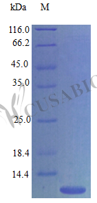 Recombinant Mouse C-C motif chemokine 4 protein (Ccl4) (Active) – Figure 1 of 1