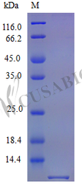 Recombinant Mouse C-C motif chemokine 5 protein (Ccl5) (Active) – Figure 1 of 1