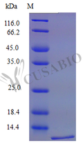Recombinant Mouse C-C motif chemokine 6 protein (Ccl6) (Active) – Figure 1 of 1