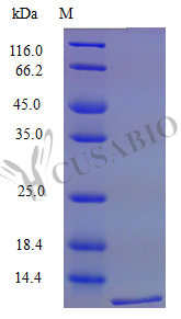 Recombinant Mouse C-C motif chemokine 6 protein (Ccl6) (Active) – Figure 1 of 1