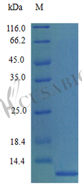 Recombinant Mouse C-C motif chemokine 7 protein (Ccl7) (Active) – Figure 1 of 1