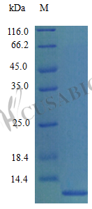 Recombinant Mouse C-C motif chemokine 7 protein (Ccl7) (Active) – Figure 1 of 1