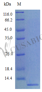 Recombinant Mouse C-C motif chemokine 8 protein (Ccl8) (Active) – Figure 1 of 1