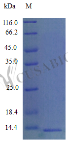 Recombinant Mouse C-C motif chemokine 9 protein (Ccl9) (Active) – Figure 1 of 1