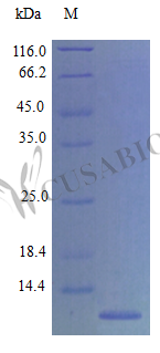 Recombinant Mouse Eotaxin protein (Ccl11) (Active) – Figure 1 of 1