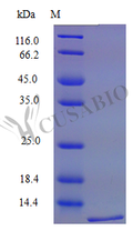 Recombinant Mouse C-C motif chemokine 12 protein (Ccl12) (Active) – Figure 1 of 1