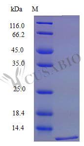 Recombinant Mouse C-C motif chemokine 12 protein (Ccl12) (Active) – Figure 1 of 1