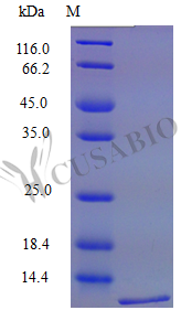 Recombinant Mouse C-C motif chemokine 19 protein (Ccl19) (Active) – Figure 1 of 1