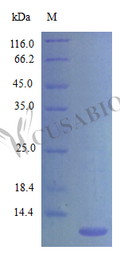 Recombinant Mouse C-C motif chemokine 20 protein (Ccl20) (Active) – Figure 1 of 1