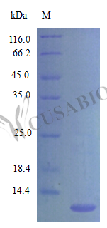 Recombinant Mouse C-C motif chemokine 20 protein (Ccl20) (Active) – Figure 1 of 1