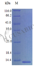 Recombinant Mouse C-C motif chemokine 21c protein (Ccl21c) (Active) – Figure 1 of 1