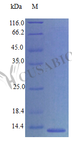 Recombinant Mouse C-C motif chemokine 21c protein (Ccl21c) (Active) – Figure 1 of 1