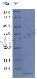 Recombinant Mouse C-C motif chemokine 22 protein (Ccl22) – Figure 1 of 1