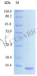 Recombinant Mouse C-C motif chemokine 24 protein (Ccl24) (Active) – Figure 1 of 1