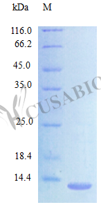 Recombinant Mouse C-C motif chemokine 24 protein (Ccl24) (Active) – Figure 1 of 1