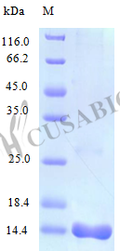 Recombinant Mouse C-C motif chemokine 25 protein (Ccl25) (Active) – Figure 1 of 1