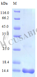Recombinant Mouse C-C motif chemokine 25 protein (Ccl25) (Active) – Figure 1 of 1