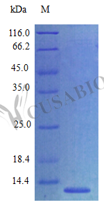 Recombinant Mouse C-C motif chemokine 27 protein (Ccl27) (Active) – Figure 1 of 1