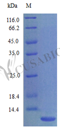 Recombinant Rat Growth-regulated alpha protein (Cxcl1) (Active) – Figure 1 of 1