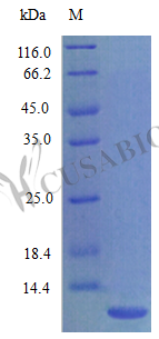 Recombinant Rat Growth-regulated alpha protein (Cxcl1) (Active) – Figure 1 of 1
