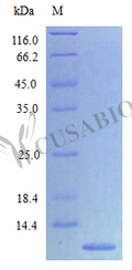 Recombinant Rat C-X-C motif chemokine 2 protein (Cxcl2), partial (Active) – Figure 1 of 1