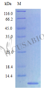 Recombinant Rat C-X-C motif chemokine 2 protein (Cxcl2), partial (Active) – Figure 1 of 1