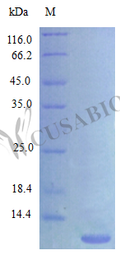 Recombinant Rat C-X-C motif chemokine 3 protein (Cxcl3) (Active) – Figure 1 of 1