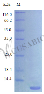 Recombinant Rat C-X-C motif chemokine 3 protein (Cxcl3) (Active) – Figure 1 of 1