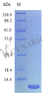 Recombinant Rat C-X-C motif chemokine 3 protein (Cxcl3), partial (Active) – Figure 1 of 1