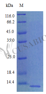 Recombinant Rat C-X-C motif chemokine 5 protein (Cxcl5) (Active) – Figure 1 of 1