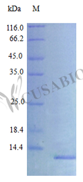 Recombinant Rat C-X-C motif chemokine 10 protein (Cxcl10) (Active) – Figure 1 of 1