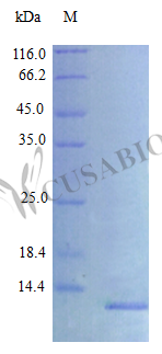 Recombinant Rat C-X-C motif chemokine 10 protein (Cxcl10) (Active) – Figure 1 of 1