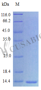 Recombinant Human Interleukin-15 protein (IL15) (Active) – Figure 1 of 1
