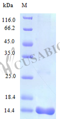 Recombinant Human interleukin-16 protein (IL16), partial (Active) – Figure 1 of 1