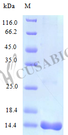 Recombinant Human interleukin-16 protein (IL16), partial (Active) – Figure 1 of 1