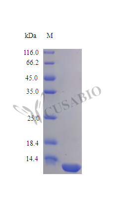 Recombinant Human interleukin-16 proein (IL16) (Active) – Figure 1 of 1