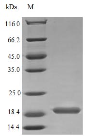 Recombinant Human Interleukin-17B protein (IL17B) (Active) – Figure 1 of 1