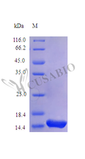Recombinant Human Interleukin-2 protein (IL2) (Active) – Figure 1 of 1