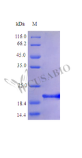 Recombinant Human Interleukin-6 protein (IL6) (Active) – Figure 1 of 1