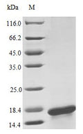 Recombinant Human Interleukin-17F protein (IL17F) (Active) – Figure 1 of 1